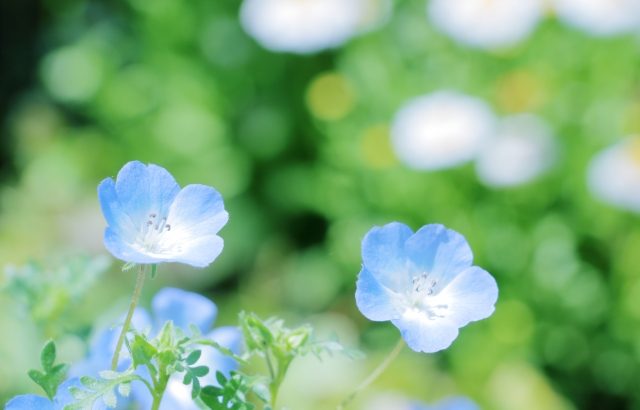 2017年4月6日「安心の広報誌作りのために」